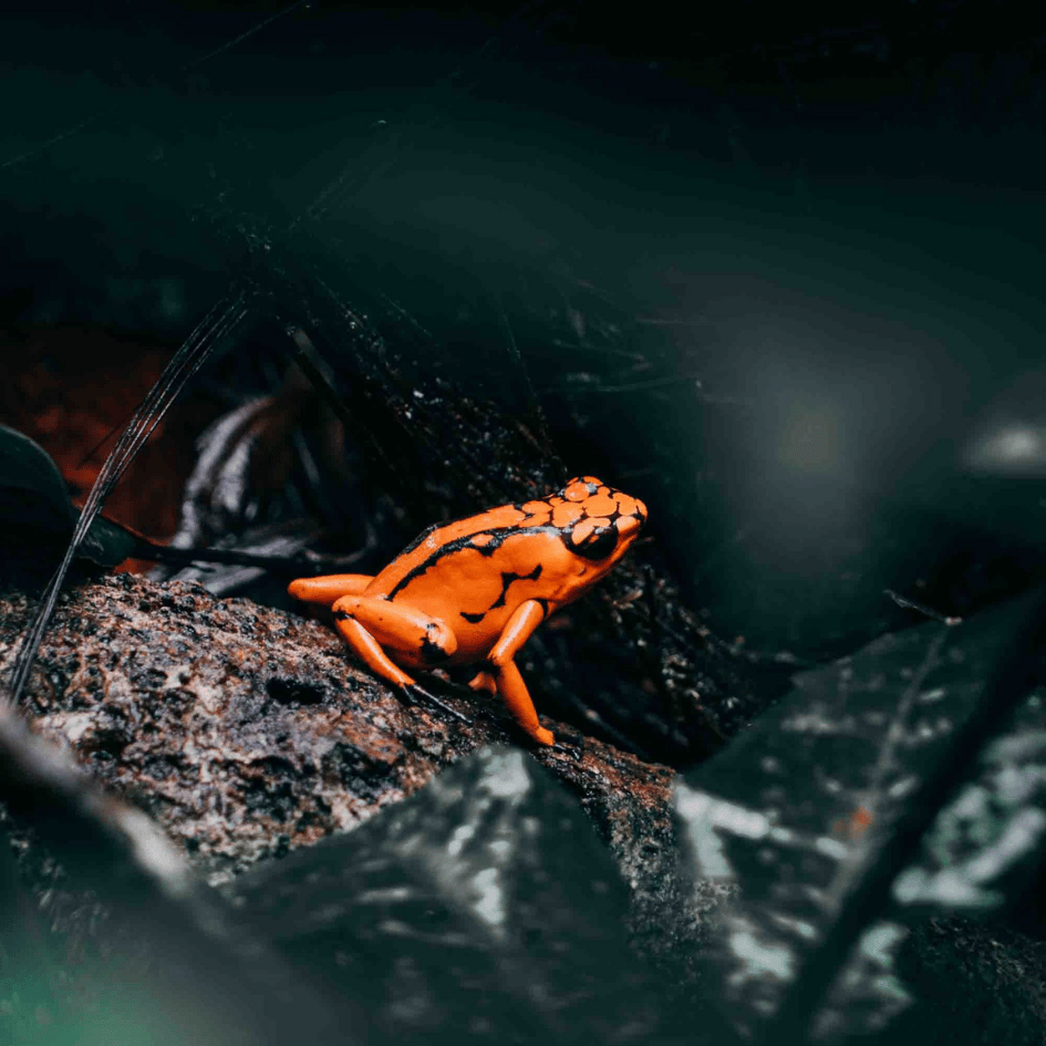 Grenouille tropicale orange lors d'une randonnée dans la jungle du Chocó