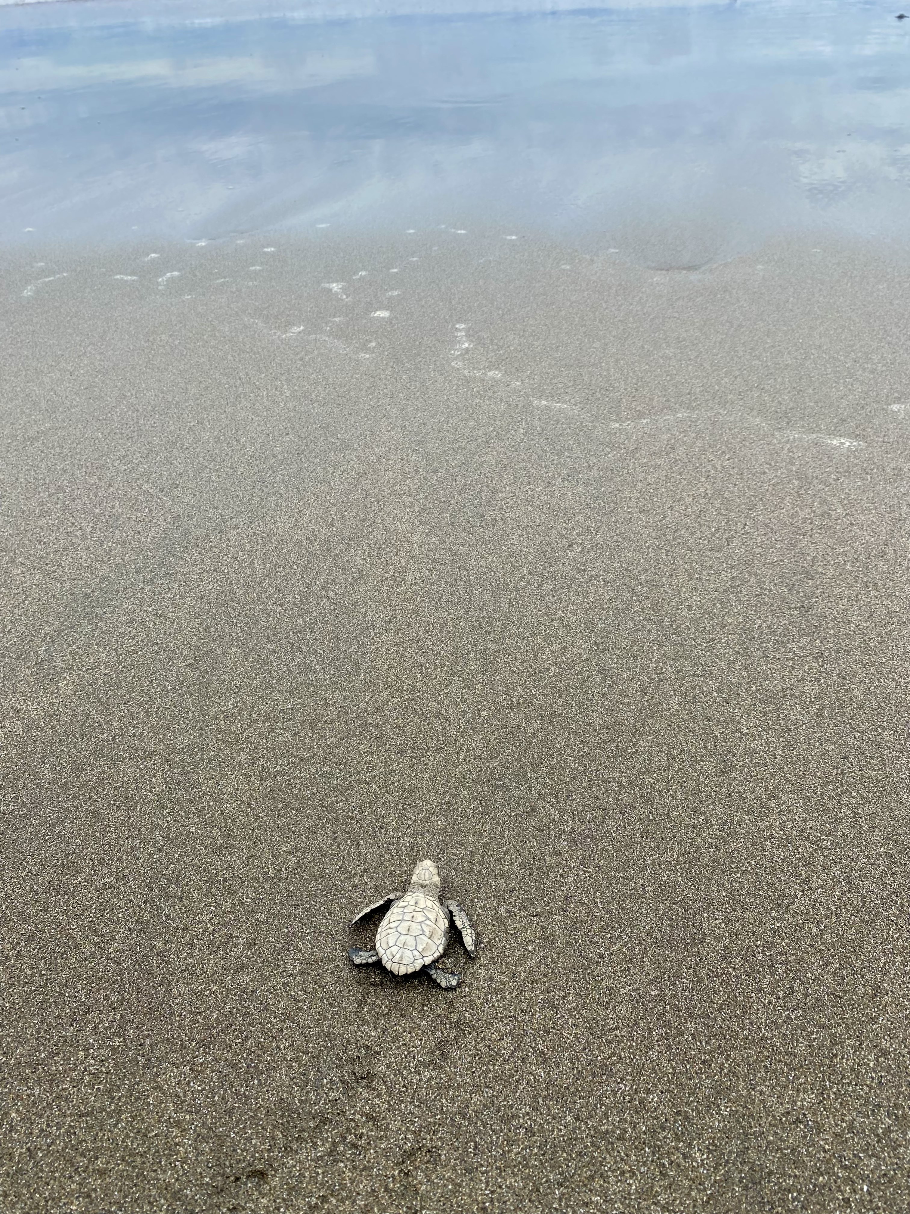 Tortue de mer sur la plage d'El Valle