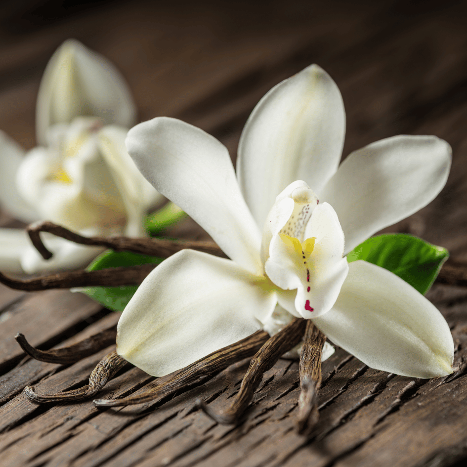 Fleur et gousses de vanille du Chocó