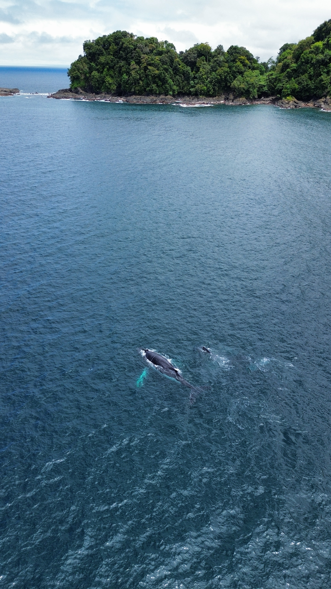 Vue aérienne d'une baleine à bosse au large d'El Valle, Pacifique colombien