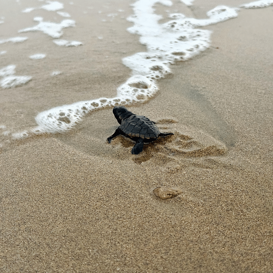 Bébé tortue rejoignant l'océan sur une plage d'El Valle