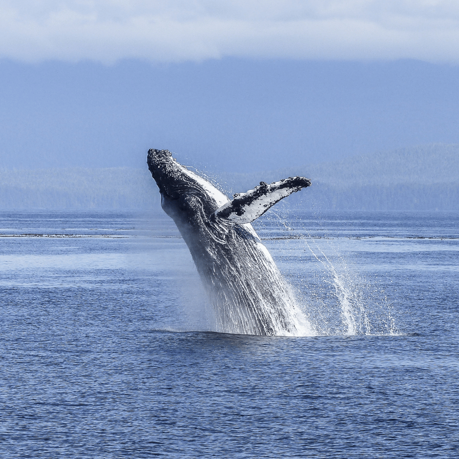 Baleine à bosse sortant de l'eau lors d'une sortie en bateau au large d'El Valle